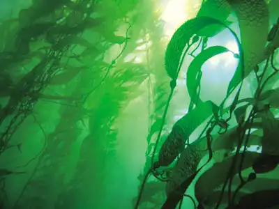 Key Uses of Astaxanthin Powder in Wellness Products